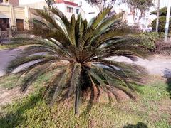 Cycas revoluta