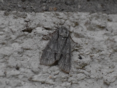 Acronicta lobeliae