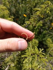 Vachellia schaffneri bravoensis