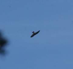 Aerodramus bartschi