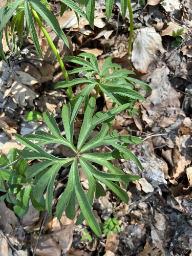 Helleborus multifidus (Helleborus multifidus)