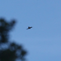 Aerodramus bartschi
