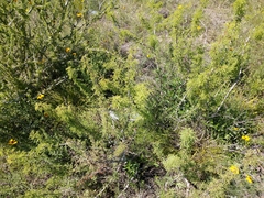 Vachellia schaffneri bravoensis