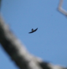 Aerodramus bartschi