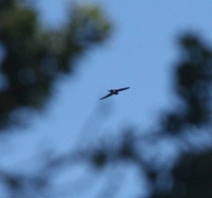 Aerodramus bartschi