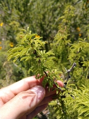 Vachellia schaffneri bravoensis