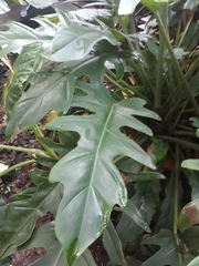 Thaumatophyllum xanadu