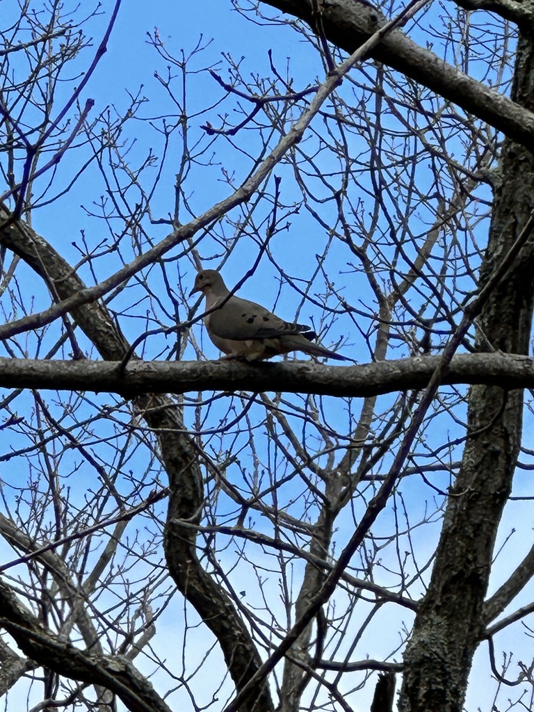 Mourning Dove from Kinnelon, NJ, US on April 7, 2024 at 11:03 AM by ...