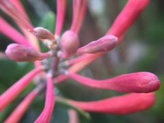 Lonicera sempervirens