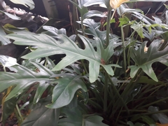 Thaumatophyllum xanadu