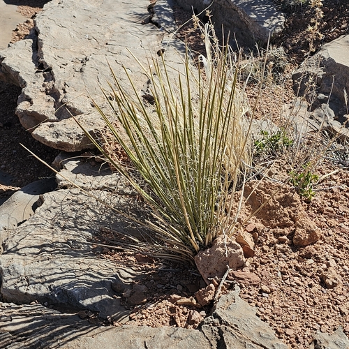 Yucca baileyi