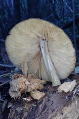 Pluteus readiarum