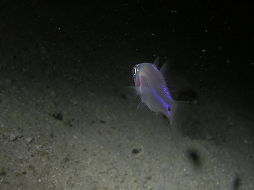 Fragile cardinalfish (Zoramia fragilis) — Apogonidae — 3