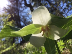 Trillium