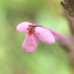 Triphysaria versicolor
