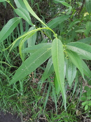 Salix lasiandra caudata