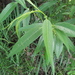 Salix lasiandra - Photo (c) benmhogan, algunos derechos reservados (CC BY-NC)