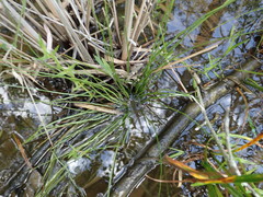 Isoetes melanopoda
