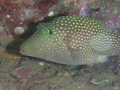Canthigaster punctatissima