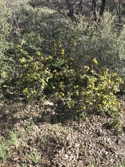 Berberis dictyota