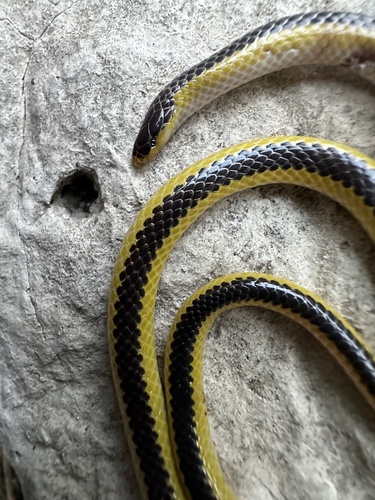 Kalahari Purple-glossed Snake