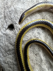 Kalahari Purple-Glossed Snake photo 3