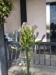 Angiospermae
