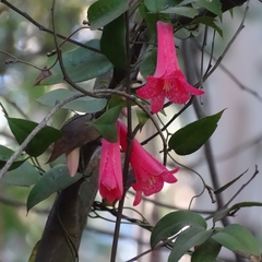 Lapageria rosea
