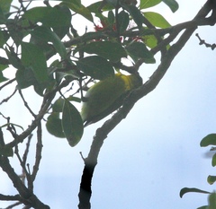 Chlorodrepanis flava