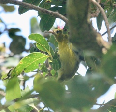 Chlorodrepanis flava