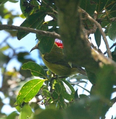 Chlorodrepanis flava