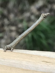 Eutrapela clemataria