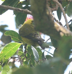 Chlorodrepanis flava