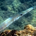 Bluespotted Cornetfish - Photo (c) JC7001, some rights reserved (CC BY-SA)