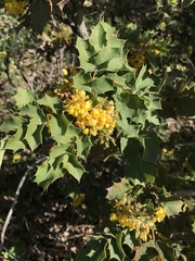Berberis dictyota