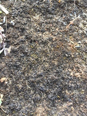 Geothallus tuberosus