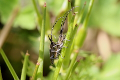 Agapanthia suturalis
