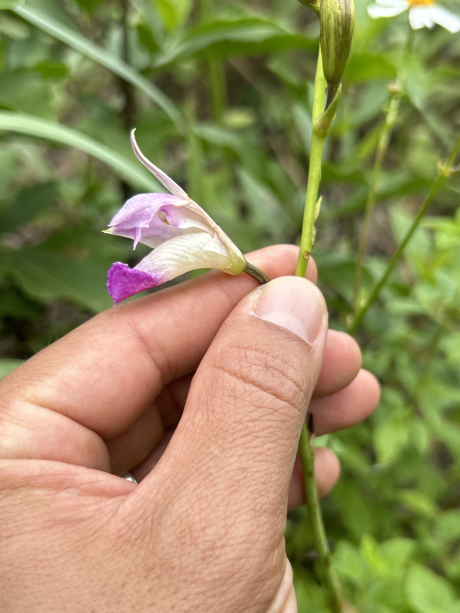 Arundina graminifolia image