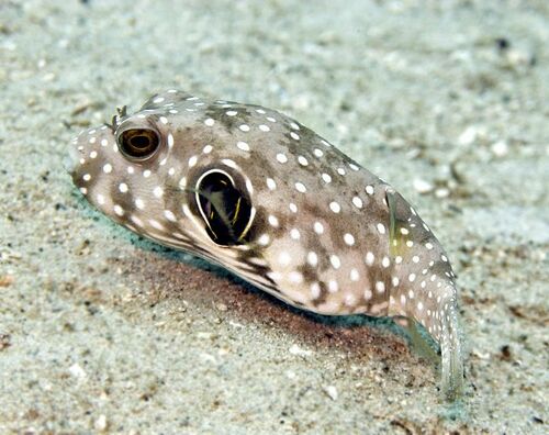 White-spotted Puffer