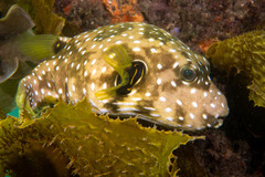 Stripebelly Puffer photo 4