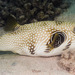 White-spotted Puffer - Photo (c) François Libert, some rights reserved (CC BY-NC-SA)