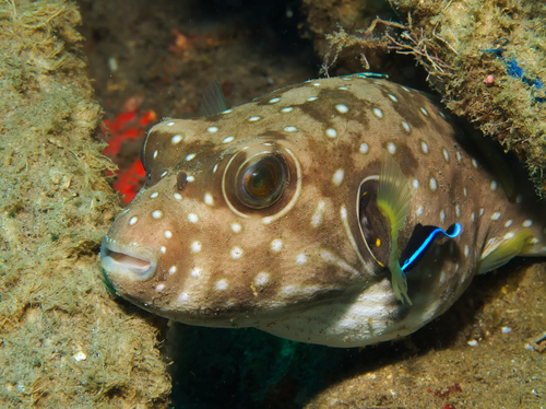 White-spotted Puffer