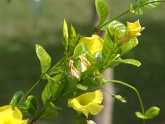 Angiospermae