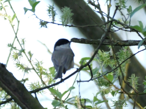 Marsh Tit, Herkenbosch, Niederlande, photo 9 of 10