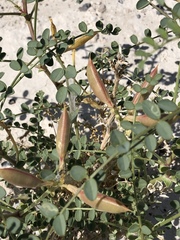 Astragalus preussii