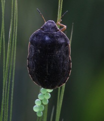 Eurygaster austriaca