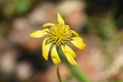 Tetragonotheca repanda