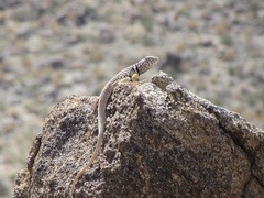 Crotaphytus vestigium