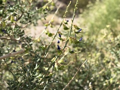 Psorothamnus arborescens minutifolius