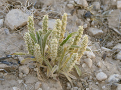 Plantago hookeriana